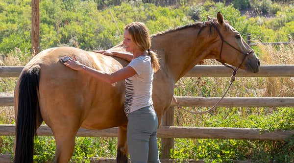 Jennifer Aldrich brushing horse in stable